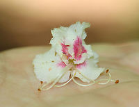 Horse Chestnut Flowers - Aesculus hippocastanum <br />
https://www.jungledragon.com/image/105183/chestnut_flowers_-_castanea_dentata_or_aesculus_hippocastanum.html<br />
Aesculus,Aesculus hippocastanum,Geotagged,Horse-chestnut,Spring,United States,chestnut