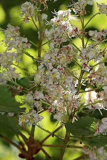 Horse Chestnut Flowers - Aesculus hippocastanum 
https://www.jungledragon.com/image/105182/chestnut_flowers_-_castanea_dentata_or_aesculus_hippocastanum.html Aesculus hippocastanum,Geotagged,Horse-chestnut,Spring,United States