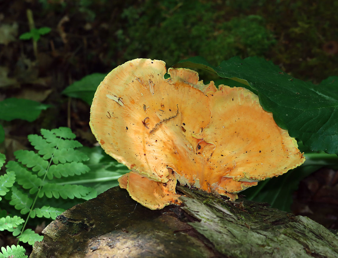 Chicken of the Woods - Laetiporus sulphureus Definitely not fresh. It was full of bugs.<br />
<br />
Habitat: Rotting wood; deciduous forest Chicken of the Woods,Geotagged,Laetiporus,Laetiporus sulphureus,Spring,United States