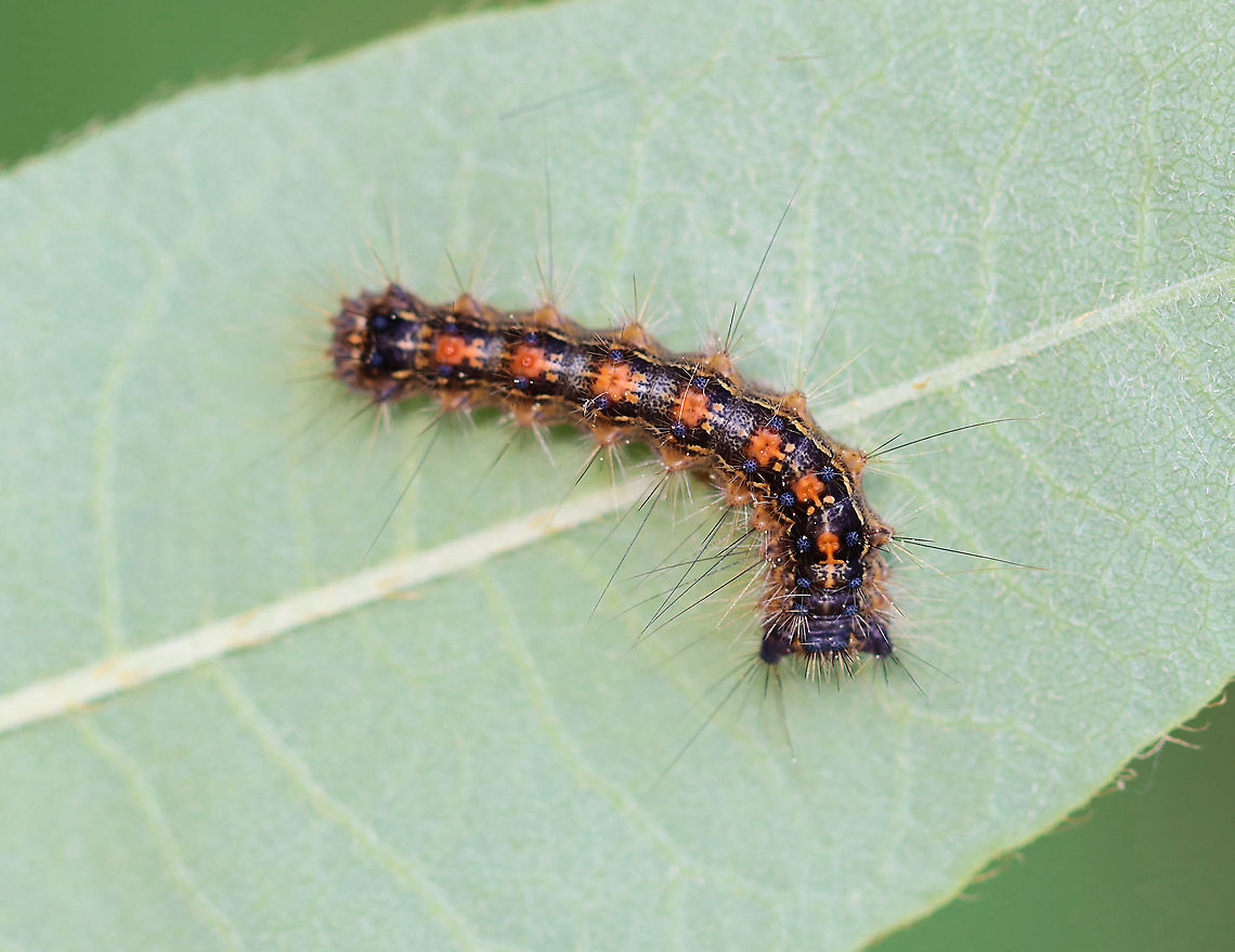 Gypsy Moth Caterpillar- Lymantria dispar An early instar.<br />
<br />
Habitat: Swampy, mixed forest Geotagged,Gypsy moth,Lymantria,Lymantria dispar,Spring,United States,caterpillar,larva