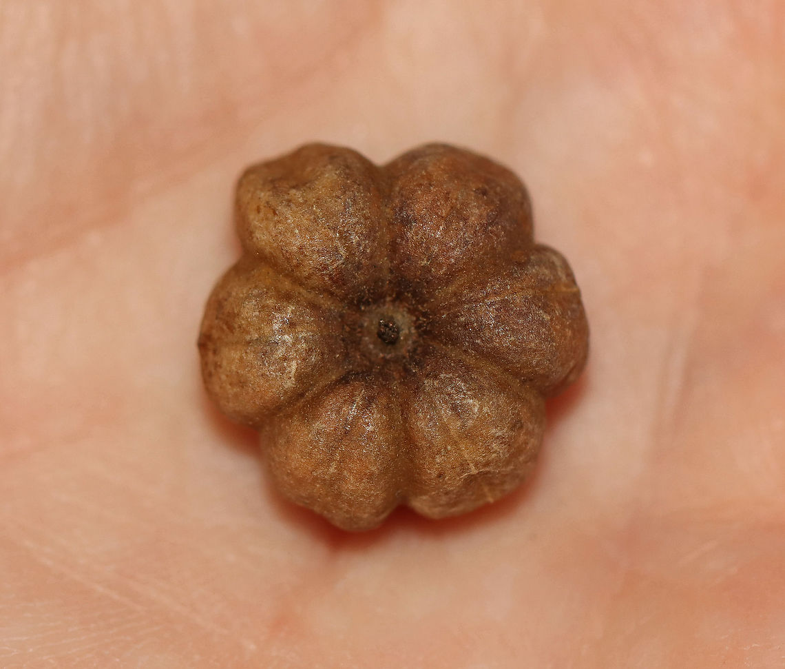 Putka Pod - Glochidion ferdinandi **I have a fairly large collection of natural curiosities and decided to share some on JungleDragon.  I have been collecting bits of nature for years and also have many friends who have shared things with me. Everything in my collection was ethically collected/harvested/sourced and is cruelty-free.<br />
<br />
This is a putka pod, which comes from a cheese tree, native to Australia. A putka pod is a small pumpkin-shaped fruit that is divided into segments radially. Eventually, they split open to reveal bright red seeds. The pods are consumed by numerous species of birds. Fall,Geotagged,Glochidion,Glochidion ferdinandi,United States,cheese tree,fruit,putka,putka pod,seed,seed pod