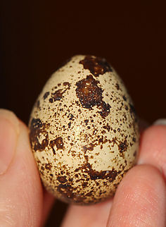 Japanese Quail Egg - Coturnix japonica **I have a fairly large collection of natural curiosities and decided to share some on JungleDragon. I have been collecting bits of nature for years and also have many friends who have shared things with me. Everything in my collection was ethically collected/harvested/sourced and is cruelty-free.

Japanese quail are of Asian origin, but are bred around the world for research, domestication, and industry. The egg in this photo was a dud and has been blown out. Coturnix,Coturnix japonica,Fall,Geotagged,Japanese Quail,Japanese Quail Egg,United States,egg,quail egg