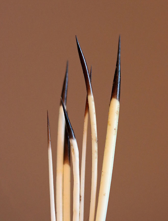 North American Porcupine Quills - Erethizon dorsatum **I have a fairly large collection of natural curiosities and decided to share some on JungleDragon. I have been collecting bits of nature for years and also have many friends who have shared things with me. Everything in my collection was ethically collected/harvested/sourced and is cruelty-free.<br />
<br />
Porcupine are large rodents. Their common name basically means "thorn pig".  They are famous for their quills. An adult porcupine has 30,000 quills! The quills are modified hairs that form sharp, barbed, hollow spines. They are used for defense and insulation during winter. Porcupines can't throw their quills; rather, they contract the muscles near the skin, which causes the quills to stand out from their bodies. When the quills are in this position, they become easier to detach from the body, especially when a porcupine swings its tail toward a predator.  <br />
<br />
Porcupines have a very strong, horrible smell -- which is carried on these quills, unfortunately. My cats went crazy when I removed the quills from the vial that I keep them in. The smell was intense.<br />
<br />
One more fun fact: Porcupines have antibiotics in their skin. These antibiotics prevent infection if a porcupine falls out of a tree and is stuck with its own quills upon hitting the ground.  Erethizon,Erethizon dorsatum,Fall,Geotagged,United States,porcupine quills,quills