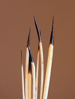North American Porcupine Quills - Erethizon dorsatum **I have a fairly large collection of natural curiosities and decided to share some on JungleDragon. I have been collecting bits of nature for years and also have many friends who have shared things with me. Everything in my collection was ethically collected/harvested/sourced and is cruelty-free.

Porcupine are large rodents. Their common name basically means "thorn pig".  They are famous for their quills. An adult porcupine has 30,000 quills! The quills are modified hairs that form sharp, barbed, hollow spines. They are used for defense and insulation during winter. Porcupines can't throw their quills; rather, they contract the muscles near the skin, which causes the quills to stand out from their bodies. When the quills are in this position, they become easier to detach from the body, especially when a porcupine swings its tail toward a predator.  

Porcupines have a very strong, horrible smell -- which is carried on these quills, unfortunately. My cats went crazy when I removed the quills from the vial that I keep them in. The smell was intense.

One more fun fact: Porcupines have antibiotics in their skin. These antibiotics prevent infection if a porcupine falls out of a tree and is stuck with its own quills upon hitting the ground.  Erethizon,Erethizon dorsatum,Fall,Geotagged,United States,porcupine quills,quills