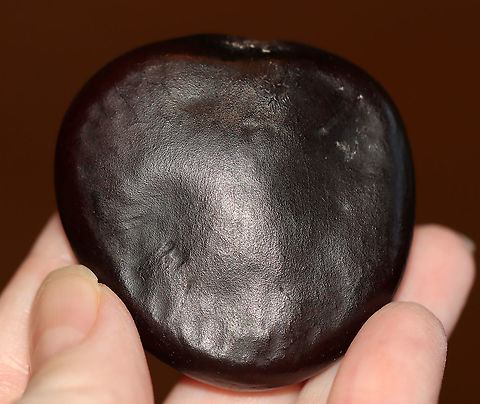 Sea Bean (Seed) - Entada gigas **I have a fairly large collection of natural curiosities and decided to share some on JungleDragon. I have been collecting bits of nature for years and also have many friends who have shared things with me. Everything in my collection was ethically collected/harvested/sourced and is cruelty-free.

Sea bean is a flowering vine in the pea family that is native to Central America, South America, and Africa. It has huge seedpods that measure 12 cm (4.7 in) across and 2 m (6.6 ft) in length! Inside the pods are 10-15 seeds (like the one in the photo). The seeds are very buoyant. They get washed into rivers and then the ocean, drifting long distances. They remain viable while floating along the ocean's currents for up to 2 years! Entada,Entada gigas,Fall,Geotagged,United States,cœur de la mer,monkey-ladder,sea bean,sea heart,seed