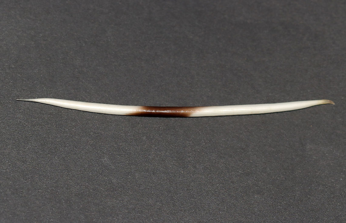 African Crested Porcupine Quill - Hystrix cristata This species of porcupine has really long quills that are up to ~35 cm (14 in) in length! The quill in this photo is a defensive quill. But, this species also has rattle quills on its tail. The rattle quills are wider than a defensive quill, and when these quills vibrate, they make a hiss-like rattling sound.<br />
<br />
**I have a fairly large collection of natural curiosities and decided to share some on JungleDragon. I have been collecting bits of nature for years and also have many friends who have shared things with me. Everything in my collection was ethically collected/harvested/sourced and is cruelty-free. African Crested Porcupine,African Crested Porcupine Quill,Fall,Geotagged,Hystrix,Hystrix cristata,United States,porcupine quill,quill