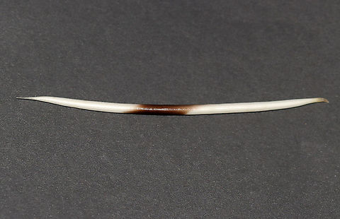 African Crested Porcupine Quill - Hystrix cristata This species of porcupine has really long quills that are up to ~35 cm (14 in) in length! The quill in this photo is a defensive quill. But, this species also has rattle quills on its tail. The rattle quills are wider than a defensive quill, and when these quills vibrate, they make a hiss-like rattling sound.

**I have a fairly large collection of natural curiosities and decided to share some on JungleDragon. I have been collecting bits of nature for years and also have many friends who have shared things with me. Everything in my collection was ethically collected/harvested/sourced and is cruelty-free. African Crested Porcupine,African Crested Porcupine Quill,Fall,Geotagged,Hystrix,Hystrix cristata,United States,porcupine quill,quill