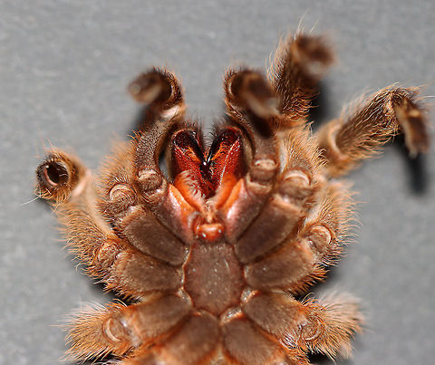 Tarantula sp. Molted Exoskeleton (Ventral) This is the underside of a molted tarantula exoskeleton. The molt isn't in great shape, but I'm sharing it because of the awesome chelicerae and fangs! 

Tarantulas have two chelicerae with fangs. The chelicerae are appendages that are located just below the eyes and directly in front of the mouth. The chelicerae contain venom glands that empty through the fangs. The fangs are sharp, articulated, hollow extensions of the chelicerae that inject venom into prey. 

**I have a fairly large collection of natural curiosities and decided to share some on JungleDragon. I have been collecting bits of nature for years and also have many friends who have shared things with me. Everything in my collection was ethically collected/harvested/sourced and is cruelty-free. Fall,Geotagged,United States,chelicerae,fangs,tarantula,tarantula molt