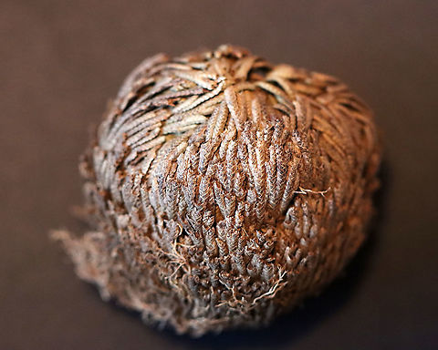 Resurrection Plant