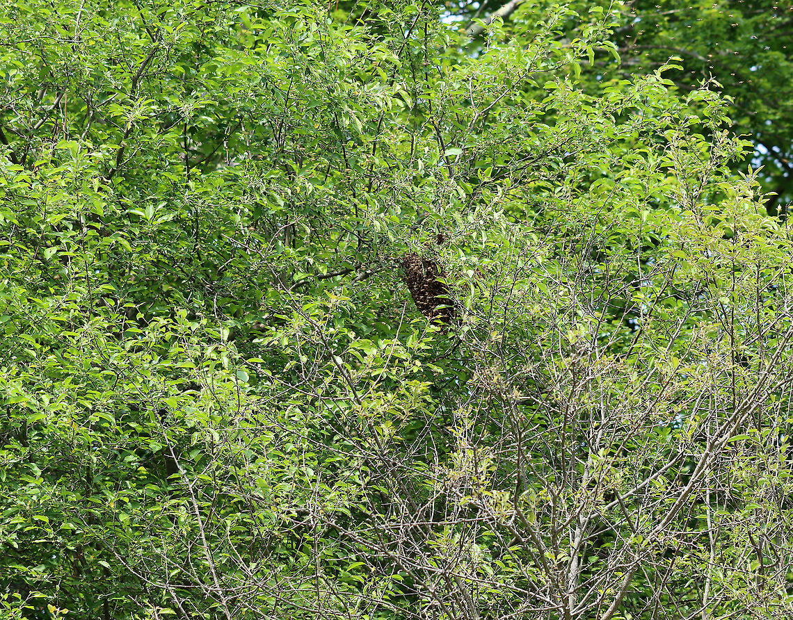 Feral Honey Bee (Apis mellifera) Swarm I was hiking with my kids when we started to hear a super loud buzzing sound. We looked around and spotted this swarm in a tree. There were bees everywhere! Swarming honeybees are generally docile, but we didn't stick around.<br />
<br />
Swarming is a natural behavior in a honey bee colony. It occurs when a large group of bees leaves an established colony, flying off to establish a new colony. It's a natural way to deal with overcrowding within a colony.<br />
<br />
The swarms can contain several hundred to several thousand worker bees, a few drones, and one queen. They cluster on a tree limb, where they remain for an hour to a few days, depending on how long it takes scouts to find a new nest site. When a suitable location for the new colony is found the cluster breaks up and flies to it.<br />
<br />
Habitat: Deciduous forest<br />
<figure class="photo"><a href="https://www.jungledragon.com/image/105304/feral_honey_bee_apis_mellifera_swarm.html" title="Feral Honey Bee (Apis mellifera) Swarm"><img src="https://s3.amazonaws.com/media.jungledragon.com/images/3232/105304_thumb.jpg?AWSAccessKeyId=05GMT0V3GWVNE7GGM1R2&Expires=1769040010&Signature=NqZyCHMbsAxoeZLwnLtKGKjgK7s%3D" width="200" height="148" alt="Feral Honey Bee (Apis mellifera) Swarm I was hiking with my kids when we started to hear a super loud buzzing sound. We looked around and spotted this swarm in a tree. There were bees everywhere! Swarming honeybees are generally docile, but we didn't stick around.<br />
<br />
Swarming is a natural behavior in a honey bee colony. It occurs when a large group of bees leaves an established colony, flying off to establish a new colony. It's a natural way to deal with overcrowding within a colony. <br />
<br />
The swarms can contain several hundred to several thousand worker bees, a few drones, and one queen. They cluster on a tree limb, where they remain for an hour to a few days, depending on how long it takes scouts to find a new nest site. When a suitable location for the new colony is found the cluster breaks up and flies to it.<br />
<br />
Habitat: Deciduous forest<br />
https://www.jungledragon.com/image/105303/feral_honey_bee_apis_mellifera_swarm.html Apis,Apis mellifera,Geotagged,Spring,United States,Western honey bee,bee swarm,honey bee,swarm" /></a></figure> Apis mellifera,Geotagged,Spring,United States,Western honey bee