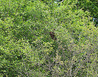 Feral Honey Bee (Apis mellifera) Swarm I was hiking with my kids when we started to hear a super loud buzzing sound. We looked around and spotted this swarm in a tree. There were bees everywhere! Swarming honeybees are generally docile, but we didn't stick around.<br />
<br />
Swarming is a natural behavior in a honey bee colony. It occurs when a large group of bees leaves an established colony, flying off to establish a new colony. It's a natural way to deal with overcrowding within a colony.<br />
<br />
The swarms can contain several hundred to several thousand worker bees, a few drones, and one queen. They cluster on a tree limb, where they remain for an hour to a few days, depending on how long it takes scouts to find a new nest site. When a suitable location for the new colony is found the cluster breaks up and flies to it.<br />
<br />
Habitat: Deciduous forest<br />
https://www.jungledragon.com/image/105304/feral_honey_bee_apis_mellifera_swarm.html Apis mellifera,Geotagged,Spring,United States,Western honey bee