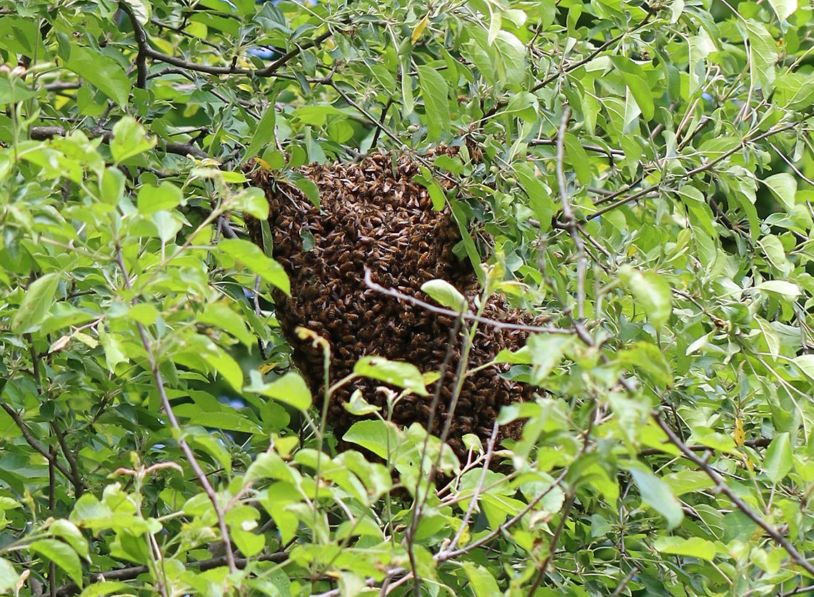 Feral Honey Bee (Apis mellifera) Swarm I was hiking with my kids when we started to hear a super loud buzzing sound. We looked around and spotted this swarm in a tree. There were bees everywhere! Swarming honeybees are generally docile, but we didn't stick around.<br />
<br />
Swarming is a natural behavior in a honey bee colony. It occurs when a large group of bees leaves an established colony, flying off to establish a new colony. It's a natural way to deal with overcrowding within a colony. <br />
<br />
The swarms can contain several hundred to several thousand worker bees, a few drones, and one queen. They cluster on a tree limb, where they remain for an hour to a few days, depending on how long it takes scouts to find a new nest site. When a suitable location for the new colony is found the cluster breaks up and flies to it.<br />
<br />
Habitat: Deciduous forest<br />
<figure class="photo"><a href="https://www.jungledragon.com/image/105303/feral_honey_bee_apis_mellifera_swarm.html" title="Feral Honey Bee (Apis mellifera) Swarm"><img src="https://s3.amazonaws.com/media.jungledragon.com/images/3232/105303_thumb.jpg?AWSAccessKeyId=05GMT0V3GWVNE7GGM1R2&Expires=1769040010&Signature=esa6BmqZ5W2ql4G1E8Mdji7nsY0%3D" width="200" height="158" alt="Feral Honey Bee (Apis mellifera) Swarm I was hiking with my kids when we started to hear a super loud buzzing sound. We looked around and spotted this swarm in a tree. There were bees everywhere! Swarming honeybees are generally docile, but we didn't stick around.<br />
<br />
Swarming is a natural behavior in a honey bee colony. It occurs when a large group of bees leaves an established colony, flying off to establish a new colony. It's a natural way to deal with overcrowding within a colony.<br />
<br />
The swarms can contain several hundred to several thousand worker bees, a few drones, and one queen. They cluster on a tree limb, where they remain for an hour to a few days, depending on how long it takes scouts to find a new nest site. When a suitable location for the new colony is found the cluster breaks up and flies to it.<br />
<br />
Habitat: Deciduous forest<br />
https://www.jungledragon.com/image/105304/feral_honey_bee_apis_mellifera_swarm.html Apis mellifera,Geotagged,Spring,United States,Western honey bee" /></a></figure> Apis,Apis mellifera,Geotagged,Spring,United States,Western honey bee,bee swarm,honey bee,swarm