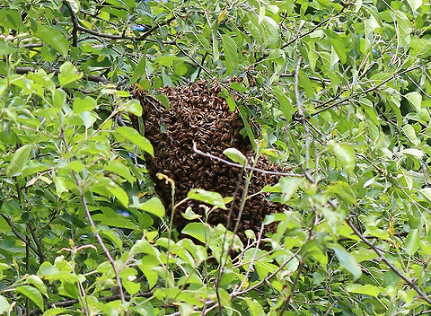 Feral Honey Bee (Apis mellifera) Swarm I was hiking with my kids when we started to hear a super loud buzzing sound. We looked around and spotted this swarm in a tree. There were bees everywhere! Swarming honeybees are generally docile, but we didn't stick around.

Swarming is a natural behavior in a honey bee colony. It occurs when a large group of bees leaves an established colony, flying off to establish a new colony. It's a natural way to deal with overcrowding within a colony. 

The swarms can contain several hundred to several thousand worker bees, a few drones, and one queen. They cluster on a tree limb, where they remain for an hour to a few days, depending on how long it takes scouts to find a new nest site. When a suitable location for the new colony is found the cluster breaks up and flies to it.

Habitat: Deciduous forest
https://www.jungledragon.com/image/105303/feral_honey_bee_apis_mellifera_swarm.html Apis,Apis mellifera,Geotagged,Spring,United States,Western honey bee,bee swarm,honey bee,swarm