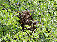 Feral Honey Bee (Apis mellifera) Swarm I was hiking with my kids when we started to hear a super loud buzzing sound. We looked around and spotted this swarm in a tree. There were bees everywhere! Swarming honeybees are generally docile, but we didn't stick around.<br />
<br />
Swarming is a natural behavior in a honey bee colony. It occurs when a large group of bees leaves an established colony, flying off to establish a new colony. It's a natural way to deal with overcrowding within a colony. <br />
<br />
The swarms can contain several hundred to several thousand worker bees, a few drones, and one queen. They cluster on a tree limb, where they remain for an hour to a few days, depending on how long it takes scouts to find a new nest site. When a suitable location for the new colony is found the cluster breaks up and flies to it.<br />
<br />
Habitat: Deciduous forest<br />
https://www.jungledragon.com/image/105303/feral_honey_bee_apis_mellifera_swarm.html Apis,Apis mellifera,Geotagged,Spring,United States,Western honey bee,bee swarm,honey bee,swarm