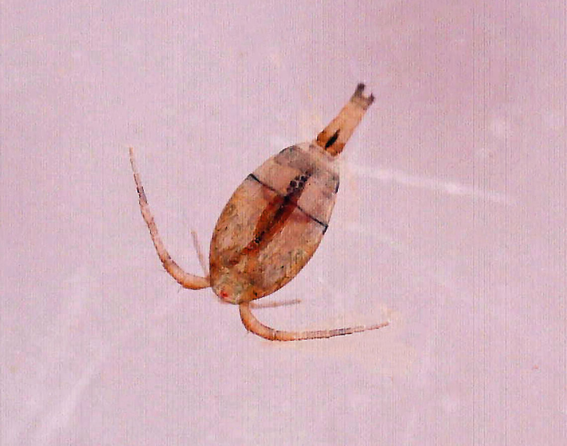 Copepod - Family Cyclopidae, Macrocyclops sp. Habitat: Found in a drop of pond water and photographed with a dissecting microscope. Cyclopidae,Geotagged,Macrocyclops,United States,copepod