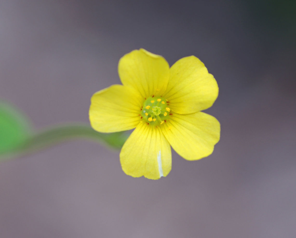 Slender Yellow Woodsorrel - Oxalis dillenii Habitat: Mixed forest/meadow edge Geotagged,Oxalis,Oxalis dillenii,Southern wood-sorrel,Spring,United States,slender yellow woodsorrel,woodsorrel