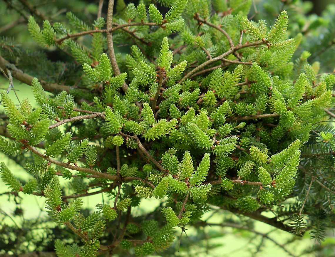 Witch's Broom on Fir (Abies sp.) Tree Witch&#039;s broom is a deformity that grows on trees and causes the natural structure of the tree to change. It looks like a dense mass of shoots growing from a single point, with the resulting structure resembling a broom or bird&#039;s nest. It can be caused by tree damage or pathogens.<br />
<br />
Habitat: This witch&#039;s broom was growing on a Fir tree (Abies sp.) in a meadow <br />
<figure class="photo"><a href="https://www.jungledragon.com/image/105350/witchs_broom_on_fir_abies_sp._tree.html" title="Witch&#039;s Broom on Fir (Abies sp.) Tree"><img src="https://s3.amazonaws.com/media.jungledragon.com/images/3232/105350_thumb.jpg?AWSAccessKeyId=05GMT0V3GWVNE7GGM1R2&Expires=1759968010&Signature=OS8oAxyiyoiwPUqkHVVeHmedsEw%3D" width="126" height="152" alt="Witch&#039;s Broom on Fir (Abies sp.) Tree Witch&#039;s broom is a deformity that grows on trees and causes the natural structure of the tree to change. It looks like a dense mass of shoots growing from a single point, with the resulting structure resembling a broom or bird&#039;s nest. It can be caused by tree damage or pathogens.<br />
<br />
Habitat: This witch&#039;s broom was growing on a Fir tree (Abies sp.) in a meadow<br />
https://www.jungledragon.com/image/105309/witchs_broom_on_fir_abies_sp._tree.html Geotagged,Spring,United States" /></a></figure> Abies,Fir,Fir tree,Geotagged,Spring,United States,Witch's broom,deformity,pathogen