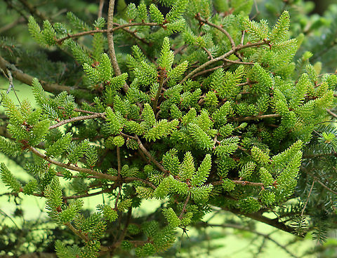 Witch's Broom on Fir (Abies sp.) Tree Witch's broom is a deformity that grows on trees and causes the natural structure of the tree to change. It looks like a dense mass of shoots growing from a single point, with the resulting structure resembling a broom or bird's nest. It can be caused by tree damage or pathogens.

Habitat: This witch's broom was growing on a Fir tree (Abies sp.) in a meadow 
https://www.jungledragon.com/image/105350/witchs_broom_on_fir_abies_sp._tree.html Abies,Fir,Fir tree,Geotagged,Spring,United States,Witch's broom,deformity,pathogen