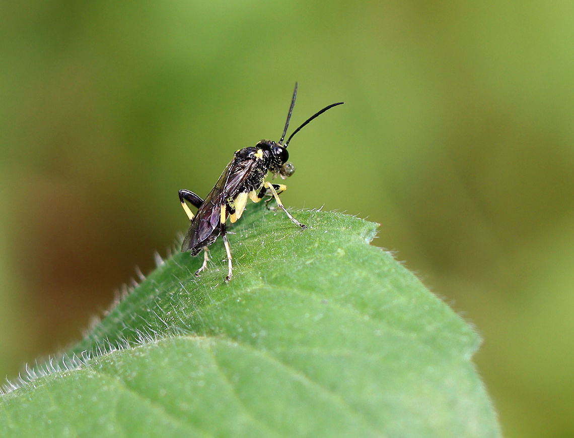 Sawfly - Macrophya sp. Unfortunately, this is my only shot.<br />
<br />
Habitat: Rural garden Geotagged,Macrophya,Spring,United States,sawfly