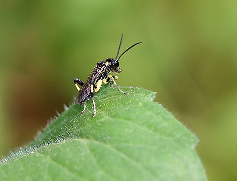Sawfly - Macrophya sp. Unfortunately, this is my only shot.

Habitat: Rural garden Geotagged,Macrophya,Spring,United States,sawfly
