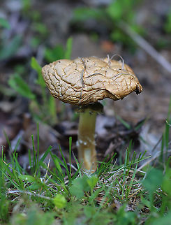 Stropharia coronilla? Stropharia rugosoannulata? I thought this was Stropharia coronilla. But, the skirt looks like that of Stropharia rugosoannulata.

Habitat: Grassy area next to a deciduous forest
https://www.jungledragon.com/image/105345/stropharia_coronilla_stropharia_rugosoannulata.html
https://www.jungledragon.com/image/105344/stropharia_coronilla_stropharia_rugosoannulata.html Garland Roundhead,Geotagged,Spring,Stropharia,Stropharia coronilla,United States,fungus,mushroom