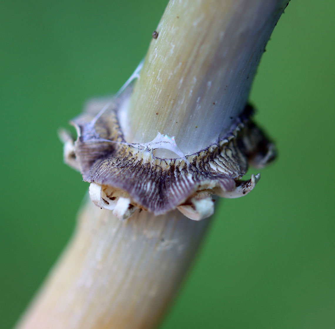 Stropharia coronilla? Stropharia rugosoannulata? I thought this was Stropharia coronilla. But, the skirt looks like that of Stropharia rugosoannulata.<br />
<br />
Habitat: Grassy area next to a deciduous forest<br />
<figure class="photo"><a href="https://www.jungledragon.com/image/105343/stropharia_coronilla_stropharia_rugosoannulata.html" title="Stropharia coronilla? Stropharia rugosoannulata?"><img src="https://s3.amazonaws.com/media.jungledragon.com/images/3232/105343_thumb.jpg?AWSAccessKeyId=05GMT0V3GWVNE7GGM1R2&Expires=1769040010&Signature=yfcC%2FOkX0AF%2FJV7e4TQ%2BkyEgJh0%3D" width="116" height="152" alt="Stropharia coronilla? Stropharia rugosoannulata? I thought this was Stropharia coronilla. But, the skirt looks like that of Stropharia rugosoannulata.<br />
<br />
Habitat: Grassy area next to a deciduous forest<br />
https://www.jungledragon.com/image/105345/stropharia_coronilla_stropharia_rugosoannulata.html<br />
https://www.jungledragon.com/image/105344/stropharia_coronilla_stropharia_rugosoannulata.html Garland Roundhead,Geotagged,Spring,Stropharia,Stropharia coronilla,United States,fungus,mushroom" /></a></figure><br />
<figure class="photo"><a href="https://www.jungledragon.com/image/105345/stropharia_coronilla_stropharia_rugosoannulata.html" title="Stropharia coronilla? Stropharia rugosoannulata?"><img src="https://s3.amazonaws.com/media.jungledragon.com/images/3232/105345_thumb.jpg?AWSAccessKeyId=05GMT0V3GWVNE7GGM1R2&Expires=1769040010&Signature=uNss06K4OkejIK7%2BDESL3vrnZ%2F8%3D" width="200" height="144" alt="Stropharia coronilla? Stropharia rugosoannulata? I thought this was Stropharia coronilla. But, the skirt looks like that of Stropharia rugosoannulata.<br />
<br />
Habitat: Grassy area next to a deciduous forest<br />
https://www.jungledragon.com/image/105343/stropharia_coronilla.html<br />
https://www.jungledragon.com/image/105344/stropharia_coronilla_stropharia_rugosoannulata.html Geotagged,Spring,United States" /></a></figure> Geotagged,Spring,United States