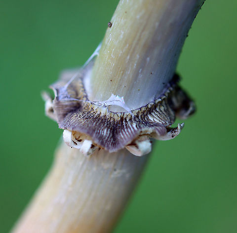 Stropharia coronilla? Stropharia rugosoannulata? I thought this was Stropharia coronilla. But, the skirt looks like that of Stropharia rugosoannulata.

Habitat: Grassy area next to a deciduous forest
https://www.jungledragon.com/image/105343/stropharia_coronilla.html
https://www.jungledragon.com/image/105345/stropharia_coronilla_stropharia_rugosoannulata.html Geotagged,Spring,United States