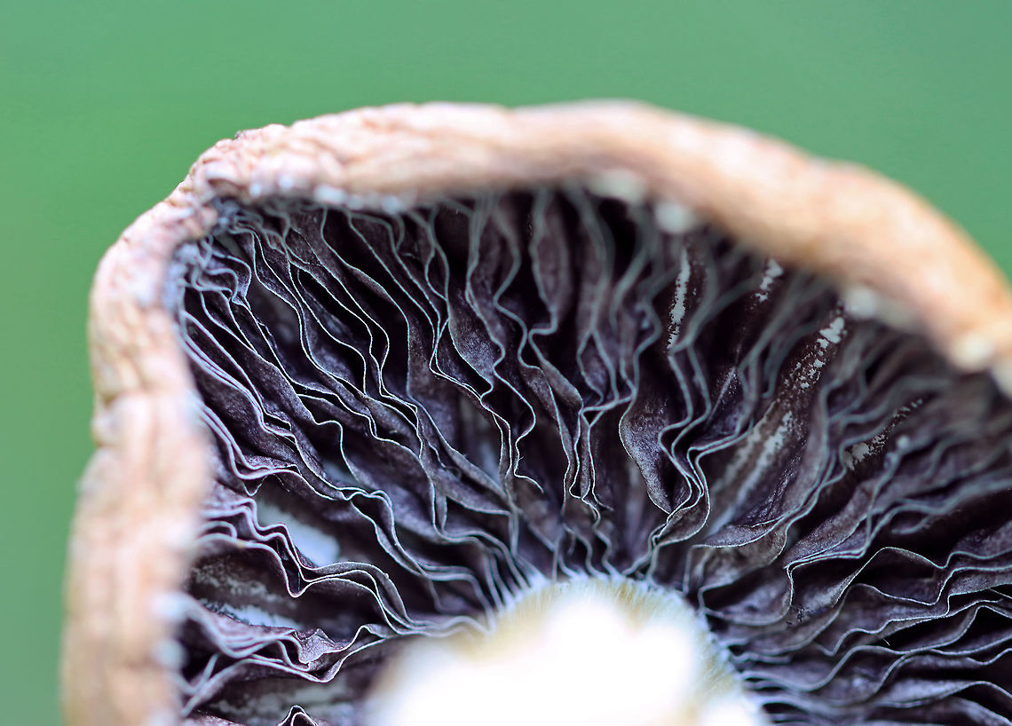 Stropharia coronilla? Stropharia rugosoannulata? I thought this was Stropharia coronilla. But, the skirt looks like that of Stropharia rugosoannulata.<br />
<br />
Habitat: Grassy area next to a deciduous forest<br />
<figure class="photo"><a href="https://www.jungledragon.com/image/105343/stropharia_coronilla_stropharia_rugosoannulata.html" title="Stropharia coronilla? Stropharia rugosoannulata?"><img src="https://s3.amazonaws.com/media.jungledragon.com/images/3232/105343_thumb.jpg?AWSAccessKeyId=05GMT0V3GWVNE7GGM1R2&Expires=1769040010&Signature=yfcC%2FOkX0AF%2FJV7e4TQ%2BkyEgJh0%3D" width="116" height="152" alt="Stropharia coronilla? Stropharia rugosoannulata? I thought this was Stropharia coronilla. But, the skirt looks like that of Stropharia rugosoannulata.<br />
<br />
Habitat: Grassy area next to a deciduous forest<br />
https://www.jungledragon.com/image/105345/stropharia_coronilla_stropharia_rugosoannulata.html<br />
https://www.jungledragon.com/image/105344/stropharia_coronilla_stropharia_rugosoannulata.html Garland Roundhead,Geotagged,Spring,Stropharia,Stropharia coronilla,United States,fungus,mushroom" /></a></figure><br />
<figure class="photo"><a href="https://www.jungledragon.com/image/105344/stropharia_coronilla_stropharia_rugosoannulata.html" title="Stropharia coronilla? Stropharia rugosoannulata?"><img src="https://s3.amazonaws.com/media.jungledragon.com/images/3232/105344_thumb.jpg?AWSAccessKeyId=05GMT0V3GWVNE7GGM1R2&Expires=1769040010&Signature=Xy3SU5o5%2FJzEab566ppxIdKSzSE%3D" width="200" height="198" alt="Stropharia coronilla? Stropharia rugosoannulata? I thought this was Stropharia coronilla. But, the skirt looks like that of Stropharia rugosoannulata.<br />
<br />
Habitat: Grassy area next to a deciduous forest<br />
https://www.jungledragon.com/image/105343/stropharia_coronilla.html<br />
https://www.jungledragon.com/image/105345/stropharia_coronilla_stropharia_rugosoannulata.html Geotagged,Spring,United States" /></a></figure> Geotagged,Spring,United States