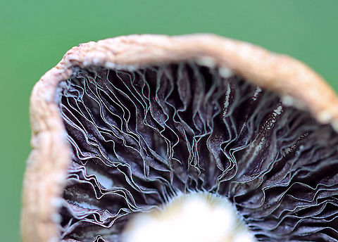 Stropharia coronilla? Stropharia rugosoannulata? I thought this was Stropharia coronilla. But, the skirt looks like that of Stropharia rugosoannulata.

Habitat: Grassy area next to a deciduous forest
https://www.jungledragon.com/image/105343/stropharia_coronilla.html
https://www.jungledragon.com/image/105344/stropharia_coronilla_stropharia_rugosoannulata.html Geotagged,Spring,United States