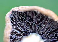 Stropharia coronilla? Stropharia rugosoannulata? I thought this was Stropharia coronilla. But, the skirt looks like that of Stropharia rugosoannulata.<br />
<br />
Habitat: Grassy area next to a deciduous forest<br />
https://www.jungledragon.com/image/105343/stropharia_coronilla.html<br />
https://www.jungledragon.com/image/105344/stropharia_coronilla_stropharia_rugosoannulata.html Geotagged,Spring,United States