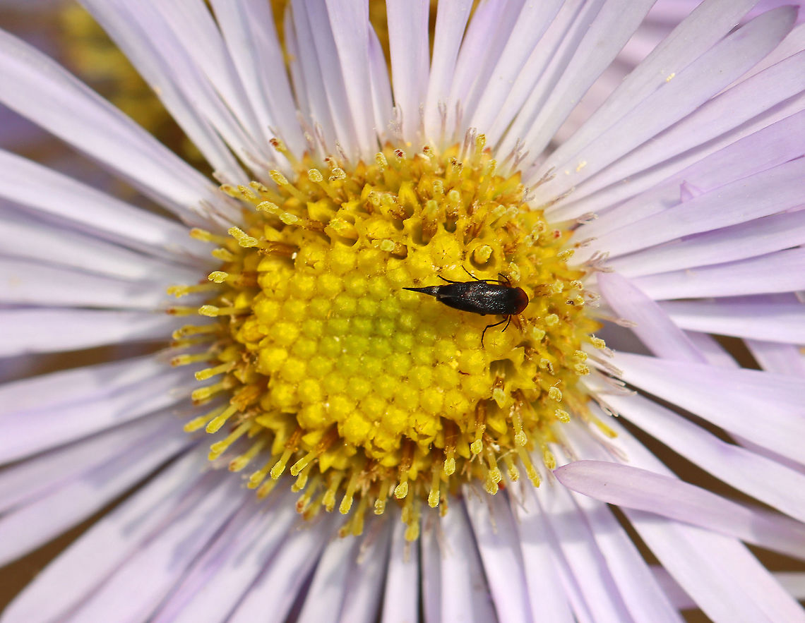 Tumbling Flower Beetle - Family Mordellidae Habitat: Rural garden Geotagged,Mordellidae,Spring,United States,beetle,tumbling flower beetle