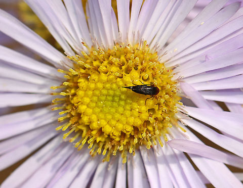 Tumbling Flower Beetle - Family Mordellidae Habitat: Rural garden Geotagged,Mordellidae,Spring,United States,beetle,tumbling flower beetle