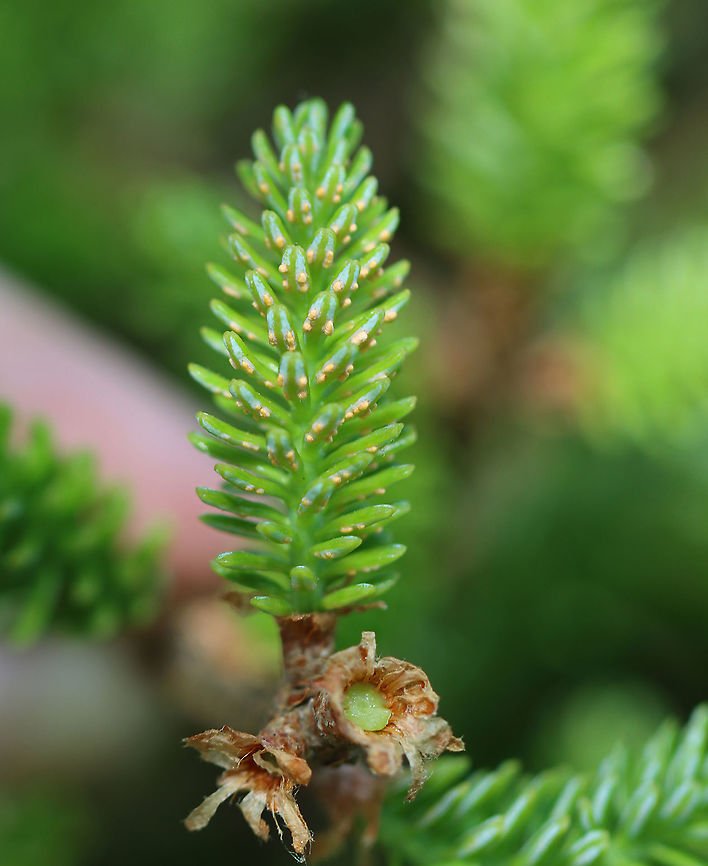Witch's Broom on Fir (Abies sp.) Tree Witch&#039;s broom is a deformity that grows on trees and causes the natural structure of the tree to change. It looks like a dense mass of shoots growing from a single point, with the resulting structure resembling a broom or bird&#039;s nest. It can be caused by tree damage or pathogens.<br />
<br />
Habitat: This witch&#039;s broom was growing on a Fir tree (Abies sp.) in a meadow<br />
<figure class="photo"><a href="https://www.jungledragon.com/image/105309/witchs_broom_on_fir_abies_sp._tree.html" title="Witch&#039;s Broom on Fir (Abies sp.) Tree"><img src="https://s3.amazonaws.com/media.jungledragon.com/images/3232/105309_thumb.jpg?AWSAccessKeyId=05GMT0V3GWVNE7GGM1R2&Expires=1759968010&Signature=6Qp819ZyHjN9Mjej0kZmq3hG57k%3D" width="200" height="154" alt="Witch&#039;s Broom on Fir (Abies sp.) Tree Witch&#039;s broom is a deformity that grows on trees and causes the natural structure of the tree to change. It looks like a dense mass of shoots growing from a single point, with the resulting structure resembling a broom or bird&#039;s nest. It can be caused by tree damage or pathogens.<br />
<br />
Habitat: This witch&#039;s broom was growing on a Fir tree (Abies sp.) in a meadow <br />
https://www.jungledragon.com/image/105350/witchs_broom_on_fir_abies_sp._tree.html Abies,Fir,Fir tree,Geotagged,Spring,United States,Witch&#039;s broom,deformity,pathogen" /></a></figure> Geotagged,Spring,United States
