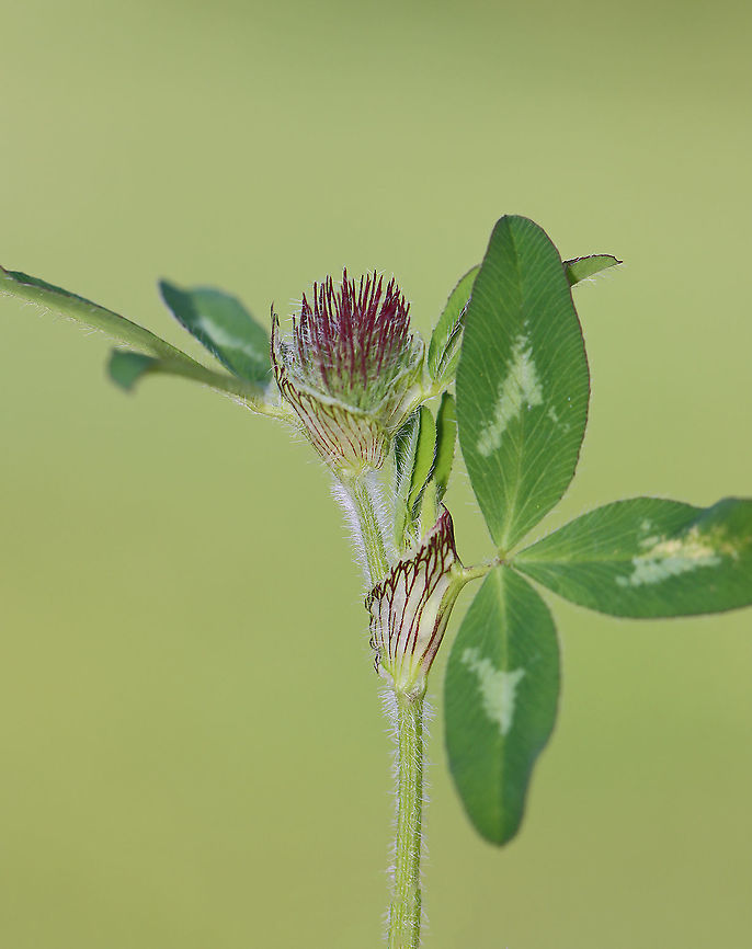 Red Clover - Trifolium pratense Red clover is a very useful plant. It&#039;s often used as fodder and is also important for nitrogen fixation, which increases soil fertility.<br />
<br />
Habitat: Meadow Geotagged,Red clover,Spring,Trifolium,Trifolium pratense,United States,clover