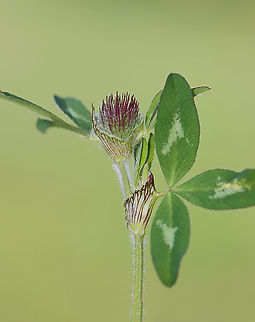 Red Clover - Trifolium pratense Red clover is a very useful plant. It's often used as fodder and is also important for nitrogen fixation, which increases soil fertility.

Habitat: Meadow Geotagged,Red clover,Spring,Trifolium,Trifolium pratense,United States,clover