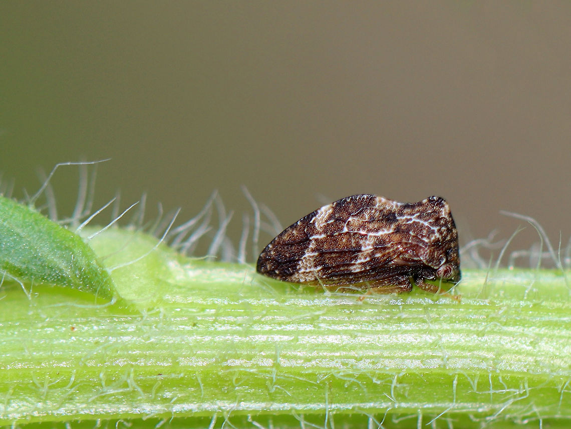 Publilia concava Brown treehoppers with lighter markings on their dorsal surfaces. They are often tended by ants as part of a mutualistic relationship.<br />
<br />
Spotted in a rural garden. Geotagged,Publilia,Publilia concava,Spring,United States,hopper,treehopper