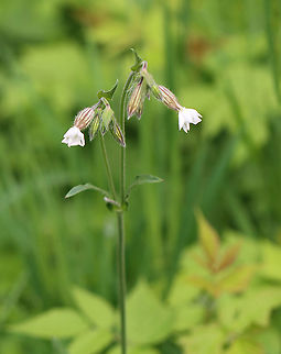 White Campion - Silene latifolia Habitat: Meadow Geotagged,Silene,Silene latifolia,Spring,United States,White Campion