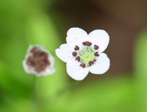 Family Hydrophylloideae? Family Rubiaceae? Habitat: Mixed forest/meadow edge
https://www.jungledragon.com/image/105440/family_hydrophylloideae.html Geotagged,Hydrophylloideae,Spring,United States,flower,white flower