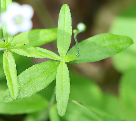Family Hydrophylloideae? Family Rubiaceae? Habitat: Mixed forest/meadow edge
https://www.jungledragon.com/image/105439/family_hydrophylloideae.html Geotagged,Spring,United States