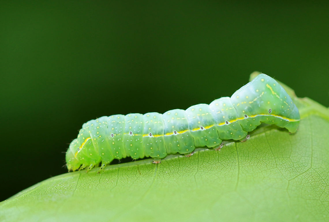 Copper Underwing Larva - Amphipyra pyramidoides Light green body with white spots, black spiracles, and a white spiracular line with shades of yellow. The eighth abdominal segment with large dorsal hump.<br />
<br />
Habitat: On oak (Quercus sp.) in a mixed forest<br />
<figure class="photo"><a href="https://www.jungledragon.com/image/105445/copper_underwing_larva_-_amphipyra_pyramidoides.html" title="Copper Underwing Larva - Amphipyra pyramidoides"><img src="https://s3.amazonaws.com/media.jungledragon.com/images/3232/105445_thumb.jpg?AWSAccessKeyId=05GMT0V3GWVNE7GGM1R2&Expires=1769040010&Signature=46kY0o2NzjPS5pR3QU7MzR3SCbI%3D" width="200" height="152" alt="Copper Underwing Larva - Amphipyra pyramidoides Light green body with white spots, black spiracles, and a white spiracular line with shades of yellow. The eighth abdominal segment with large dorsal hump.<br />
<br />
Habitat: On oak (Quercus sp.) in a mixed forest<br />
<br />
https://www.jungledragon.com/image/105444/copper_underwing_larva_-_amphipyra_pyramidoides.html Amphipyra pyramidoides,Copper Underwing,Geotagged,Spring,United States" /></a></figure> Amphipyra,Amphipyra pyramidoides,Copper Underwing,Geotagged,Spring,United States,caterpillar,larva