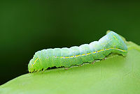 Copper Underwing Larva - Amphipyra pyramidoides Light green body with white spots, black spiracles, and a white spiracular line with shades of yellow. The eighth abdominal segment with large dorsal hump.<br />
<br />
Habitat: On oak (Quercus sp.) in a mixed forest<br />
https://www.jungledragon.com/image/105445/copper_underwing_larva_-_amphipyra_pyramidoides.html Amphipyra,Amphipyra pyramidoides,Copper Underwing,Geotagged,Spring,United States,caterpillar,larva