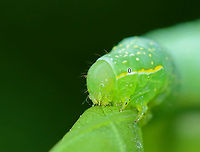 Copper Underwing Larva - Amphipyra pyramidoides Light green body with white spots, black spiracles, and a white spiracular line with shades of yellow. The eighth abdominal segment with large dorsal hump.<br />
<br />
Habitat: On oak (Quercus sp.) in a mixed forest<br />
<br />
https://www.jungledragon.com/image/105444/copper_underwing_larva_-_amphipyra_pyramidoides.html Amphipyra pyramidoides,Copper Underwing,Geotagged,Spring,United States