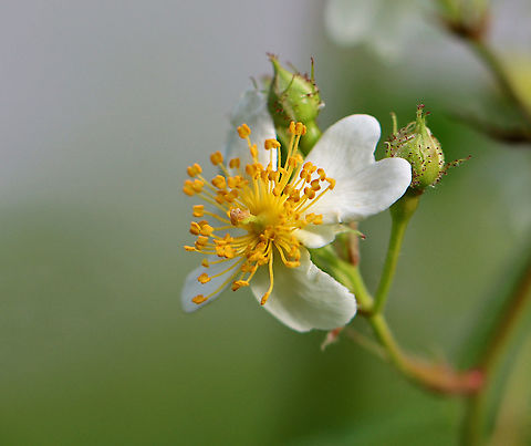 Multiflora Rose - Rosa multiflora Clusters of small, white flowers with five petals and numerous stamens and pistils. Leaves are pinnately divided into 7-9 ovate leaflets.

Rosa multiflora was introduced to the US from eastern Asia and is an invasive pest in many areas.

Habitat: Forest edge
https://www.jungledragon.com/image/105450/multiflora_rose_-_rosa_multiflora.html
https://www.jungledragon.com/image/105449/multiflora_rose_-_rosa_multiflora.html Geotagged,Multiflora rose,Rosa,Rosa multiflora,Spring,United States,rose