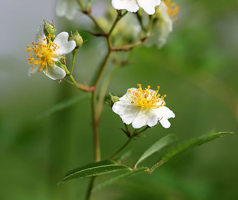 Multiflora Rose - Rosa multiflora Clusters of small, white flowers with five petals and numerous stamens and pistils. Leaves are pinnately divided into 7-9 ovate leaflets.

Rosa multiflora was introduced to the US from eastern Asia and is an invasive pest in many areas.

Habitat: Forest edge
https://www.jungledragon.com/image/105448/multiflora_rose_-_rosa_multiflora.html
https://www.jungledragon.com/image/105450/multiflora_rose_-_rosa_multiflora.html Geotagged,Multiflora rose,Rosa multiflora,Spring,United States