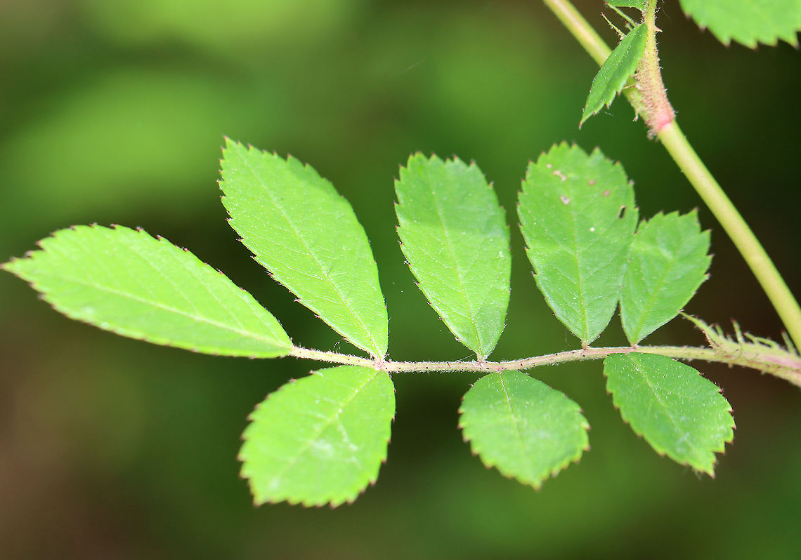 Multiflora Rose - Rosa multiflora Clusters of small, white flowers with five petals and numerous stamens and pistils. Leaves are pinnately divided into 7-9 ovate leaflets.<br />
<br />
Rosa multiflora was introduced to the US from eastern Asia and is an invasive pest in many areas.<br />
<br />
Habitat: Forest edge<br />
<figure class="photo"><a href="https://www.jungledragon.com/image/105448/multiflora_rose_-_rosa_multiflora.html" title="Multiflora Rose - Rosa multiflora"><img src="https://s3.amazonaws.com/media.jungledragon.com/images/3232/105448_thumb.jpg?AWSAccessKeyId=05GMT0V3GWVNE7GGM1R2&Expires=1767225610&Signature=TSHUDG8iSSlpohMuGalYft4Mdm4%3D" width="200" height="170" alt="Multiflora Rose - Rosa multiflora Clusters of small, white flowers with five petals and numerous stamens and pistils. Leaves are pinnately divided into 7-9 ovate leaflets.<br />
<br />
Rosa multiflora was introduced to the US from eastern Asia and is an invasive pest in many areas.<br />
<br />
Habitat: Forest edge<br />
https://www.jungledragon.com/image/105450/multiflora_rose_-_rosa_multiflora.html<br />
https://www.jungledragon.com/image/105449/multiflora_rose_-_rosa_multiflora.html Geotagged,Multiflora rose,Rosa,Rosa multiflora,Spring,United States,rose" /></a></figure><br />
<figure class="photo"><a href="https://www.jungledragon.com/image/105449/multiflora_rose_-_rosa_multiflora.html" title="Multiflora Rose - Rosa multiflora"><img src="https://s3.amazonaws.com/media.jungledragon.com/images/3232/105449_thumb.jpg?AWSAccessKeyId=05GMT0V3GWVNE7GGM1R2&Expires=1767225610&Signature=ct6f2TGSG4DcNcAnBhh92GhLVgM%3D" width="200" height="168" alt="Multiflora Rose - Rosa multiflora Clusters of small, white flowers with five petals and numerous stamens and pistils. Leaves are pinnately divided into 7-9 ovate leaflets.<br />
<br />
Rosa multiflora was introduced to the US from eastern Asia and is an invasive pest in many areas.<br />
<br />
Habitat: Forest edge<br />
https://www.jungledragon.com/image/105448/multiflora_rose_-_rosa_multiflora.html<br />
https://www.jungledragon.com/image/105450/multiflora_rose_-_rosa_multiflora.html Geotagged,Multiflora rose,Rosa multiflora,Spring,United States" /></a></figure> Geotagged,Multiflora rose,Rosa multiflora,Spring,United States