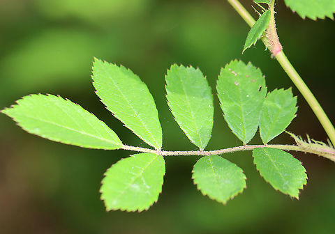 Multiflora Rose - Rosa multiflora Clusters of small, white flowers with five petals and numerous stamens and pistils. Leaves are pinnately divided into 7-9 ovate leaflets.

Rosa multiflora was introduced to the US from eastern Asia and is an invasive pest in many areas.

Habitat: Forest edge
https://www.jungledragon.com/image/105448/multiflora_rose_-_rosa_multiflora.html
https://www.jungledragon.com/image/105449/multiflora_rose_-_rosa_multiflora.html Geotagged,Multiflora rose,Rosa multiflora,Spring,United States