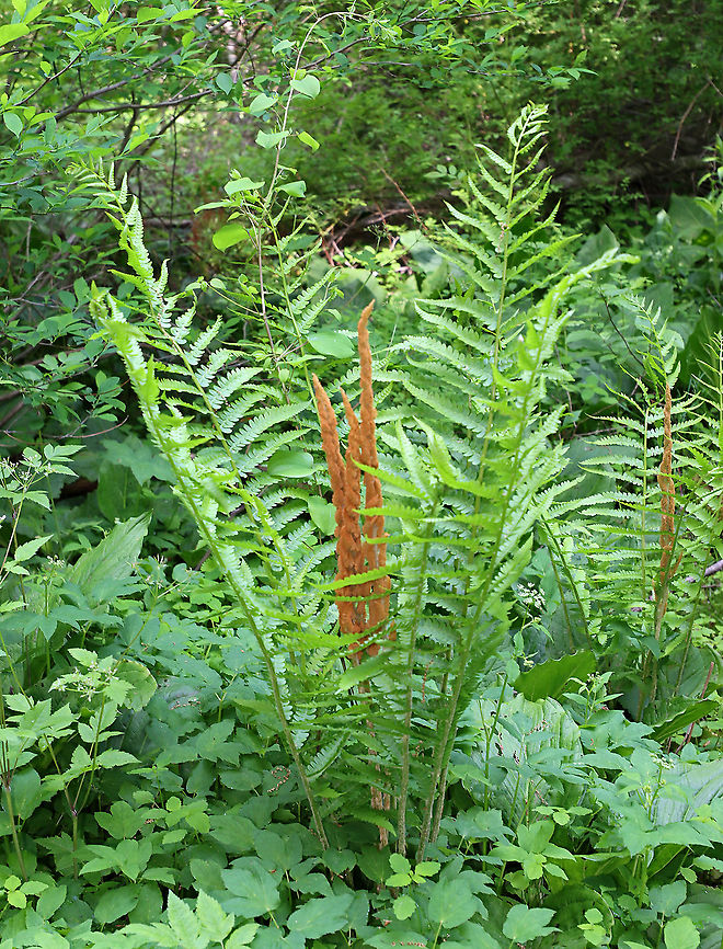 Cinnamon Fern - Osmundastrum cinnamomeum Habitat: mesic forest Cinnamon Fern,Geotagged,Osmundastrum,Osmundastrum cinnamomeum,Spring,United States,fern