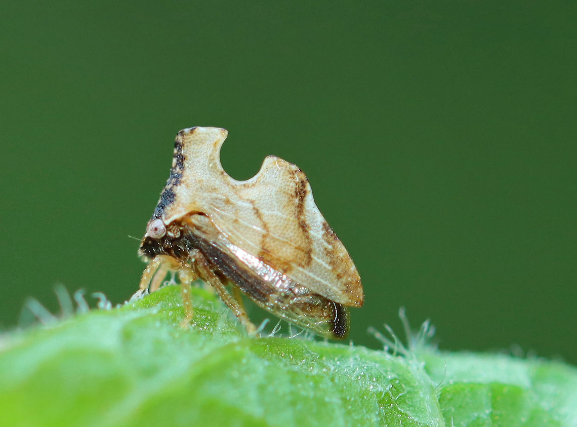 Keeled Treehopper - Entylia carinata TL: ~5 mm.<br />
<br />
Habitat: Mixed forest Entylia,Entylia carinata,Geotagged,Keeled Treehopper,Spring,United States,hopper,treehopper