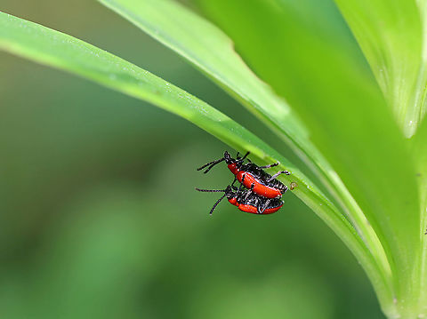 Lily Leaf Beetles (Mating) - Lilioceris lilii I found a bunch of these beetles, eggs, and their frass-covered larvae devouring plants along the edge of a bog.

Habitat: Wetland
https://www.jungledragon.com/image/95256/lily_leaf_beetle_-_lilioceris_lilii.html
https://www.jungledragon.com/image/105511/lily_leaf_beetle_eggs_-_lilioceris_lilii.html
https://www.jungledragon.com/image/105520/lily_leaf_beetle_larva_-_lilioceris_lilii.html
https://www.jungledragon.com/image/105515/lily_leaf_beetle_larva_with_fecal_shield_removed_-_lilioceris_lilii.html
https://www.jungledragon.com/image/105513/lily_leaf_beetle_larvae_-_lilioceris_lilii.html
https://www.jungledragon.com/image/105512/lily_leaf_beetle_larva_-_lilioceris_lilii.html Geotagged,Lilioceris,Lilioceris lilii,Lily leaf beetle,Spring,United States,beetle,beetles,red,red beetles