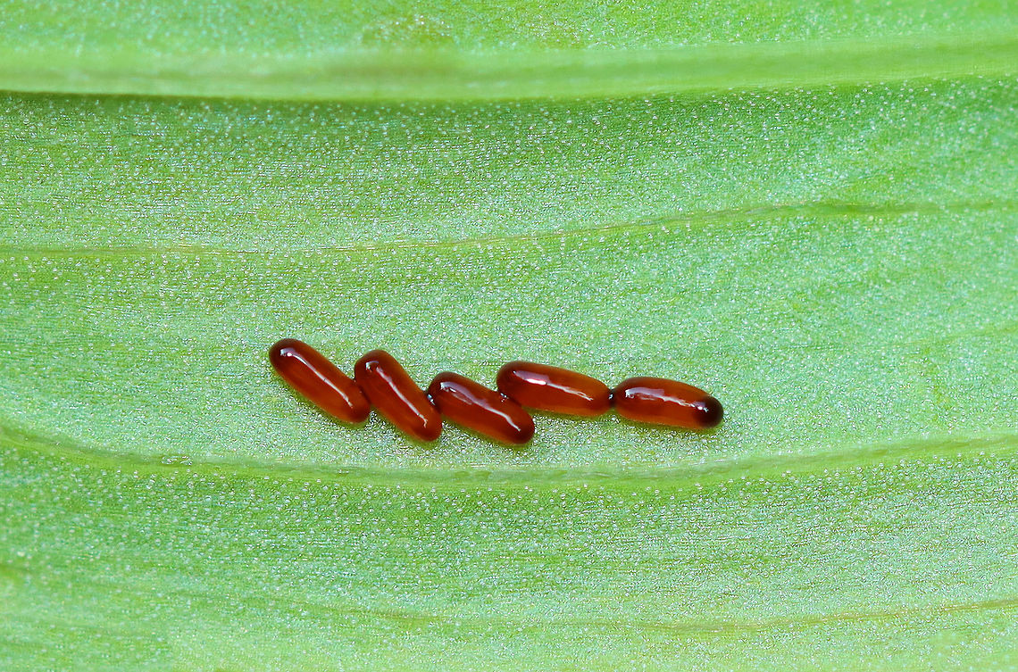Lily Leaf Beetle Eggs - Lilioceris lilii I found a bunch of these beetles, eggs, and their frass-covered larvae devouring plants along the edge of a bog.<br />
<br />
Habitat: Wetland<br />
<figure class="photo"><a href="https://www.jungledragon.com/image/95256/lily_leaf_beetle_-_lilioceris_lilii.html" title="Lily Leaf Beetle - Lilioceris lilii"><img src="https://s3.amazonaws.com/media.jungledragon.com/images/3232/95256_thumb.jpg?AWSAccessKeyId=05GMT0V3GWVNE7GGM1R2&Expires=1759968010&Signature=pOPZZ%2F7kk1t9%2B5rMWpGaGaz843I%3D" width="200" height="146" alt="Lily Leaf Beetle - Lilioceris lilii I found a bunch of these beetles, eggs, and their frass-covered larvae devouring plants along the edge of a bog.<br />
<br />
Habitat: Wetland<br />
https://www.jungledragon.com/image/105510/lily_leaf_beetles_mating_-_lilioceris_lilii.html<br />
https://www.jungledragon.com/image/105511/lily_leaf_beetle_eggs_-_lilioceris_lilii.html<br />
https://www.jungledragon.com/image/105520/lily_leaf_beetle_larva_-_lilioceris_lilii.html<br />
https://www.jungledragon.com/image/105515/lily_leaf_beetle_larva_with_fecal_shield_removed_-_lilioceris_lilii.html<br />
https://www.jungledragon.com/image/105513/lily_leaf_beetle_larvae_-_lilioceris_lilii.html<br />
https://www.jungledragon.com/image/105512/lily_leaf_beetle_larva_-_lilioceris_lilii.html Coleoptera,Geotagged,Lilioceris lilii,Lily leaf beetle,Spring,United States,beetle,leaf beetle" /></a></figure><br />
<figure class="photo"><a href="https://www.jungledragon.com/image/105510/lily_leaf_beetles_mating_-_lilioceris_lilii.html" title="Lily Leaf Beetles (Mating) - Lilioceris lilii"><img src="https://s3.amazonaws.com/media.jungledragon.com/images/3232/105510_thumb.jpg?AWSAccessKeyId=05GMT0V3GWVNE7GGM1R2&Expires=1759968010&Signature=o586dnMhlGcEZV79r4bKmoS4mN8%3D" width="200" height="150" alt="Lily Leaf Beetles (Mating) - Lilioceris lilii I found a bunch of these beetles, eggs, and their frass-covered larvae devouring plants along the edge of a bog.<br />
<br />
Habitat: Wetland<br />
https://www.jungledragon.com/image/95256/lily_leaf_beetle_-_lilioceris_lilii.html<br />
https://www.jungledragon.com/image/105511/lily_leaf_beetle_eggs_-_lilioceris_lilii.html<br />
https://www.jungledragon.com/image/105520/lily_leaf_beetle_larva_-_lilioceris_lilii.html<br />
https://www.jungledragon.com/image/105515/lily_leaf_beetle_larva_with_fecal_shield_removed_-_lilioceris_lilii.html<br />
https://www.jungledragon.com/image/105513/lily_leaf_beetle_larvae_-_lilioceris_lilii.html<br />
https://www.jungledragon.com/image/105512/lily_leaf_beetle_larva_-_lilioceris_lilii.html Geotagged,Lilioceris,Lilioceris lilii,Lily leaf beetle,Spring,United States,beetle,beetles,red,red beetles" /></a></figure><br />
<figure class="photo"><a href="https://www.jungledragon.com/image/105520/lily_leaf_beetle_larva_-_lilioceris_lilii.html" title="Lily Leaf Beetle Larva - Lilioceris lilii"><img src="https://s3.amazonaws.com/media.jungledragon.com/images/3232/105520_thumb.jpg?AWSAccessKeyId=05GMT0V3GWVNE7GGM1R2&Expires=1759968010&Signature=%2Fcn7R6EyN1rxcezSGJZsYgGG%2Fx0%3D" width="200" height="154" alt="Lily Leaf Beetle Larva - Lilioceris lilii I found a bunch of these beetles, eggs, and their frass-covered larvae devouring plants along the edge of a bog.<br />
<br />
Habitat: Wetland<br />
https://www.jungledragon.com/image/95256/lily_leaf_beetle_-_lilioceris_lilii.html<br />
https://www.jungledragon.com/image/105510/lily_leaf_beetles_mating_-_lilioceris_lilii.html<br />
https://www.jungledragon.com/image/105511/lily_leaf_beetle_eggs_-_lilioceris_lilii.html<br />
https://www.jungledragon.com/image/105515/lily_leaf_beetle_larva_with_fecal_shield_removed_-_lilioceris_lilii.html<br />
https://www.jungledragon.com/image/105513/lily_leaf_beetle_larvae_-_lilioceris_lilii.html<br />
https://www.jungledragon.com/image/105512/lily_leaf_beetle_larva_-_lilioceris_lilii.html Geotagged,Lilioceris,Lilioceris lilii,Lily leaf beetle,Spring,United States,beetle larva,fecal shield,frass,larva" /></a></figure><br />
<figure class="photo"><a href="https://www.jungledragon.com/image/105515/lily_leaf_beetle_larva_with_fecal_shield_removed_-_lilioceris_lilii.html" title="Lily Leaf Beetle Larva (with fecal shield removed) - Lilioceris lilii"><img src="https://s3.amazonaws.com/media.jungledragon.com/images/3232/105515_thumb.jpg?AWSAccessKeyId=05GMT0V3GWVNE7GGM1R2&Expires=1759968010&Signature=QXpx4pZG13agl965h8ws%2Bt84nSQ%3D" width="200" height="154" alt="Lily Leaf Beetle Larva (with fecal shield removed) - Lilioceris lilii I found a bunch of these beetles, eggs, and their frass-covered larvae devouring plants along the edge of a bog.<br />
<br />
Habitat: Wetland<br />
https://www.jungledragon.com/image/95256/lily_leaf_beetle_-_lilioceris_lilii.html<br />
https://www.jungledragon.com/image/105510/lily_leaf_beetles_mating_-_lilioceris_lilii.html<br />
https://www.jungledragon.com/image/105511/lily_leaf_beetle_eggs_-_lilioceris_lilii.html<br />
https://www.jungledragon.com/image/105520/lily_leaf_beetle_larva_-_lilioceris_lilii.html<br />
https://www.jungledragon.com/image/105513/lily_leaf_beetle_larvae_-_lilioceris_lilii.html<br />
https://www.jungledragon.com/image/105512/lily_leaf_beetle_larva_-_lilioceris_lilii.html Geotagged,Lilioceris lilii,Lily leaf beetle,Spring,United States,larva" /></a></figure><br />
<figure class="photo"><a href="https://www.jungledragon.com/image/105513/lily_leaf_beetle_larvae_-_lilioceris_lilii.html" title="Lily Leaf Beetle Larvae - Lilioceris lilii"><img src="https://s3.amazonaws.com/media.jungledragon.com/images/3232/105513_thumb.jpg?AWSAccessKeyId=05GMT0V3GWVNE7GGM1R2&Expires=1759968010&Signature=BWiaTbKWaJO9qU0jBB%2Fe%2BSwsAOY%3D" width="116" height="152" alt="Lily Leaf Beetle Larvae - Lilioceris lilii These plants were covered in scenes like this one--masses of juicy, poop-laden larvae.<br />
<br />
I found a bunch of these beetles, eggs, and their frass-covered larvae devouring plants along the edge of a bog.<br />
<br />
Habitat: Wetland<br />
https://www.jungledragon.com/image/95256/lily_leaf_beetle_-_lilioceris_lilii.html<br />
https://www.jungledragon.com/image/105510/lily_leaf_beetles_mating_-_lilioceris_lilii.html<br />
https://www.jungledragon.com/image/105511/lily_leaf_beetle_eggs_-_lilioceris_lilii.html<br />
https://www.jungledragon.com/image/105520/lily_leaf_beetle_larva_-_lilioceris_lilii.html<br />
https://www.jungledragon.com/image/105515/lily_leaf_beetle_larva_with_fecal_shield_removed_-_lilioceris_lilii.html<br />
https://www.jungledragon.com/image/105512/lily_leaf_beetle_larva_-_lilioceris_lilii.html Geotagged,Lilioceris lilii,Lily leaf beetle,Spring,United States,beetle larvae,larva,larvae" /></a></figure><br />
<figure class="photo"><a href="https://www.jungledragon.com/image/105512/lily_leaf_beetle_larva_-_lilioceris_lilii.html" title="Lily Leaf Beetle Larva - Lilioceris lilii"><img src="https://s3.amazonaws.com/media.jungledragon.com/images/3232/105512_thumb.jpg?AWSAccessKeyId=05GMT0V3GWVNE7GGM1R2&Expires=1759968010&Signature=N2vtO8OecauohFLNGj8bN3reUlU%3D" width="114" height="152" alt="Lily Leaf Beetle Larva - Lilioceris lilii You can see in this photo that the larva had started eating the tip of the leaf and was working its way inward.<br />
<br />
I found a bunch of these beetles, eggs, and their frass-covered larvae devouring plants along the edge of a bog.<br />
<br />
Habitat: Wetland<br />
https://www.jungledragon.com/image/95256/lily_leaf_beetle_-_lilioceris_lilii.html<br />
https://www.jungledragon.com/image/105510/lily_leaf_beetles_mating_-_lilioceris_lilii.html<br />
https://www.jungledragon.com/image/105511/lily_leaf_beetle_eggs_-_lilioceris_lilii.html<br />
https://www.jungledragon.com/image/105520/lily_leaf_beetle_larva_-_lilioceris_lilii.html<br />
https://www.jungledragon.com/image/105515/lily_leaf_beetle_larva_with_fecal_shield_removed_-_lilioceris_lilii.html<br />
https://www.jungledragon.com/image/105513/lily_leaf_beetle_larvae_-_lilioceris_lilii.html Geotagged,Lilioceris lilii,Lily leaf beetle,Spring,United States,frass,larva" /></a></figure> Eggs,Geotagged,Lilioceris,Lilioceris lilii,Lily leaf beetle,Spring,United States,beetle,beetle eggs